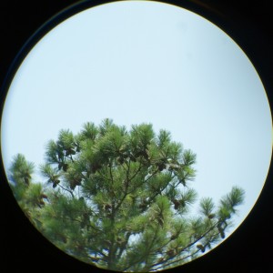 Project scope